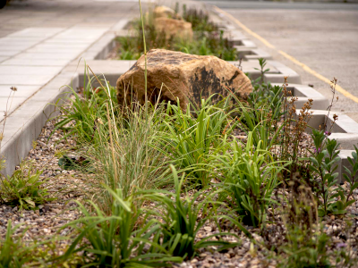 A rain garden between a street and sidewalk.
